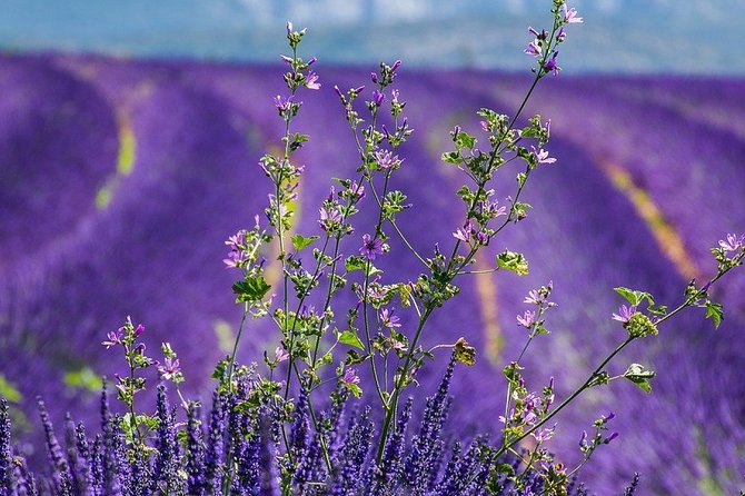 Transfer Marseille Airport Cruise Port Terminal - Key Points