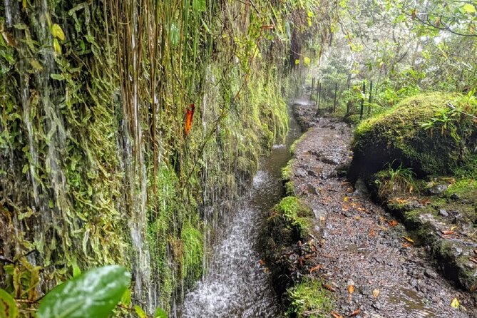 Transfer to Caldeirão Verde Levada Self-Guided Hike Queimadas - Logistics and Group Size