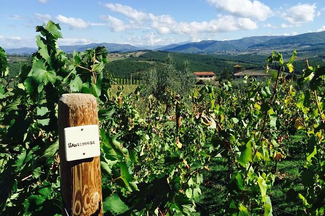 TRANSFER TOUR Florence to Rome with a wine experience in MONTEPULCIANO - Key Points