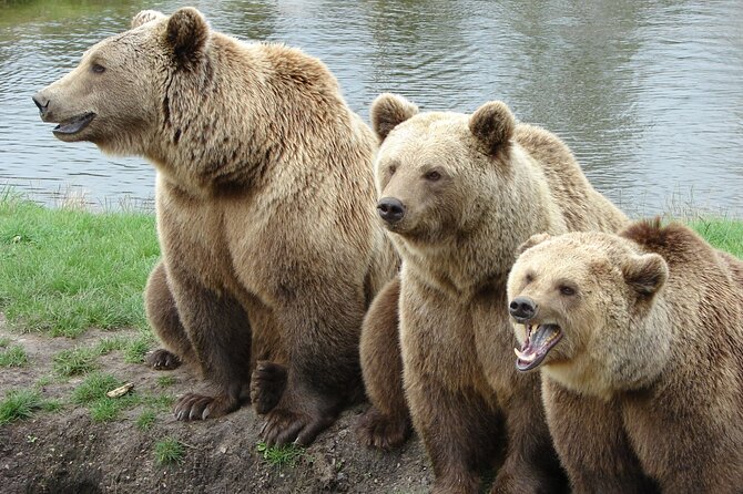 Transfgran Highway & Sibiu - Premium Private Tour from Braov - Explore Romania’s Stunning Landscapes and Medieval Charm in One Day