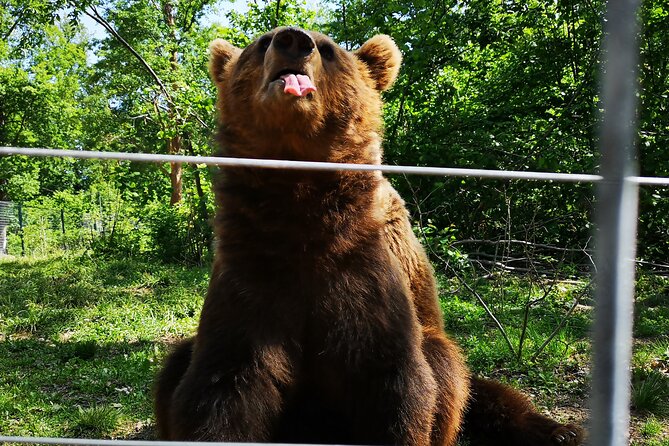 Transfgran Highway & Sibiu - Premium Private Tour from Braov - Comfortable Transport and Professional Guidance