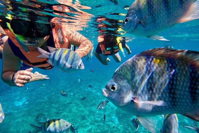 Transparent Boat Tour in Cozumel Reefs - All-Inclusive Snorkeling Equipment and Refreshments