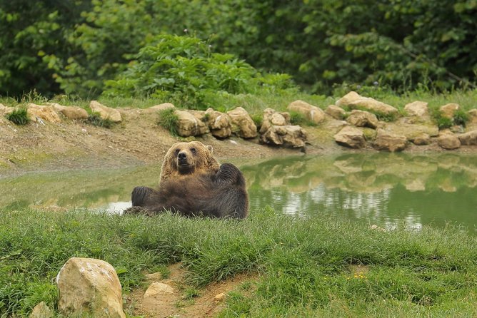 Transylvania with Dracula Castle, Bear Sanctuary and Brasov - Learning About Romanian Legends and Local Culture
