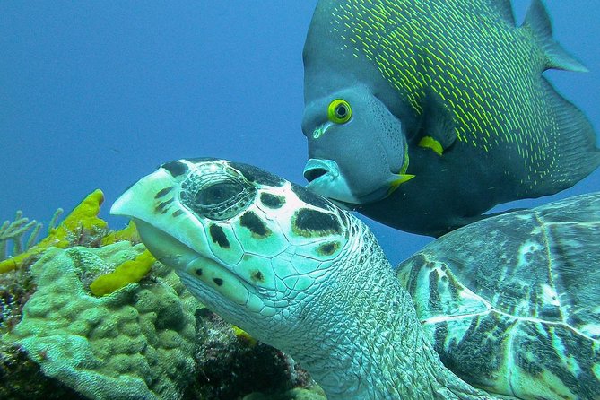 Travel ABOARD A JEEP and visit the most iconic places of Cozumel! - Visiting the Goddess Ixchel and Beach Club Relaxation