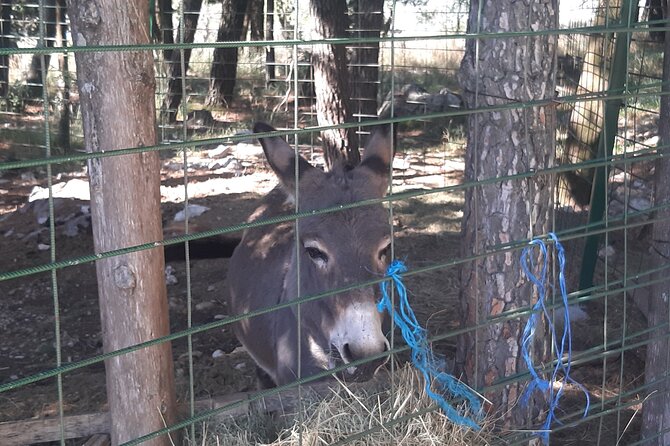 Trebinje Gastro Tour From Dubrovnik - Authentic Bosnian Cuisine at a Traditional Konoba