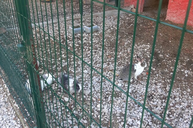 Trebinje Gastro Tour From Dubrovnik - Important Considerations and Tips