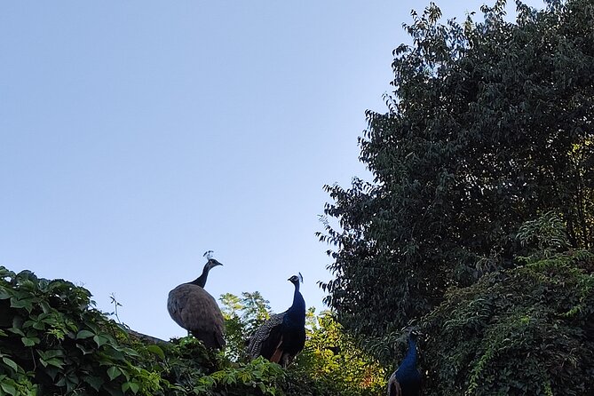 Trekking in the Wood with picnic on the turtles lake - Practical Details: Meeting Point and Group Size