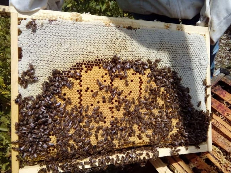 Trentino Agriconda: The adventure of the queen bee. We will explore the beehives. - Key Points