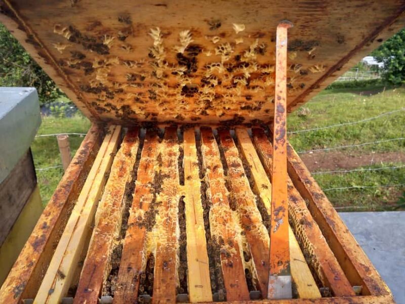 Trentino Agriconda: The adventure of the queen bee. We will explore the beehives. - Exploring the Beehives in the Forest of Trentino