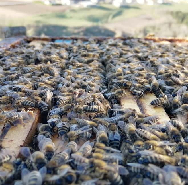 Trentino Agriconda: The adventure of the queen bee. We will explore the beehives. - Honey Tasting and Honey Products at Agriconda Store