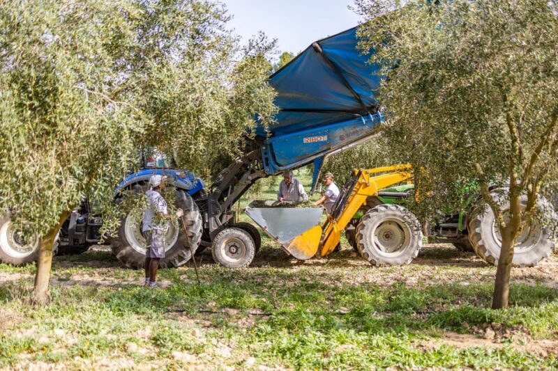 Treurer: Mediterranean barbecue Night - Discover the Authentic Mallorca Experience with a Mediterranean BBQ Night