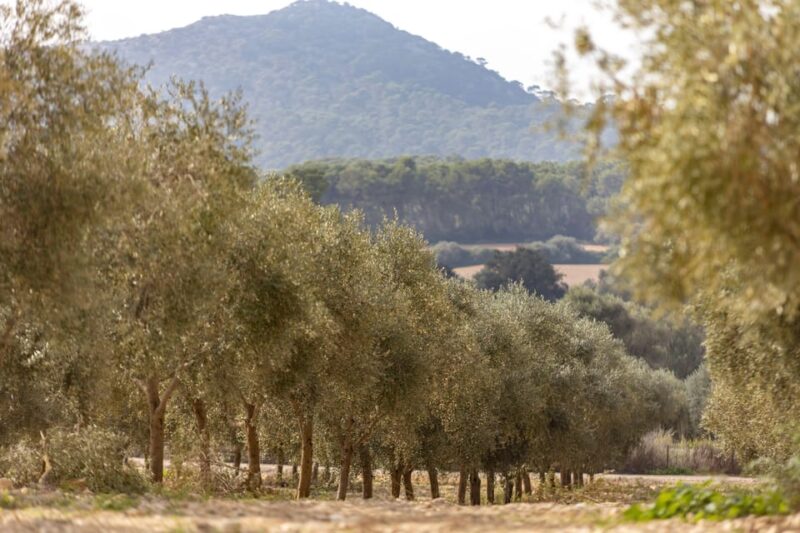 Treurer: Mediterranean barbecue Night - Guided Tour of the Olive Grove and Production Secrets