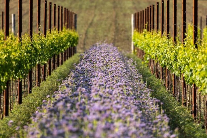 Treviso neighborhood: Tenute Tomasella/Wine Experience - The Influence of Two Regions on Wine Style