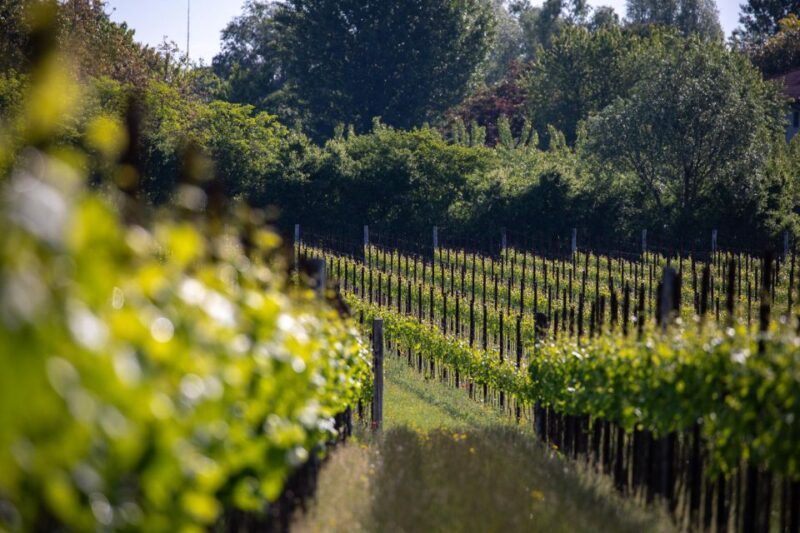 Treviso neighborhood: Tenute Tomasella/Wine Experience - The Pioneering Forest for Pollinators