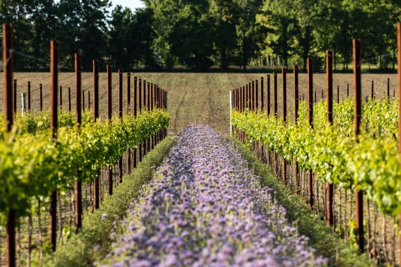 Treviso neighborhood: Tenute Tomasella/Wine Experience - Wine Tasting Selection and Food Pairing