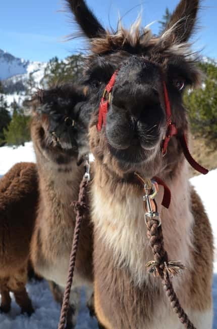 Triesenberg: Llama hike with a delicious BBQ in the middle of the forest - Discover Triesenberg’s Unique Llama Hike and Forest BBQ