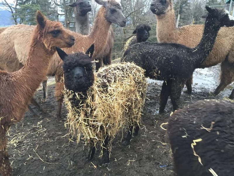 Triesenberg: Private hike with our llamas - Starting Point at Lama- & Alpakahof Triesenberg