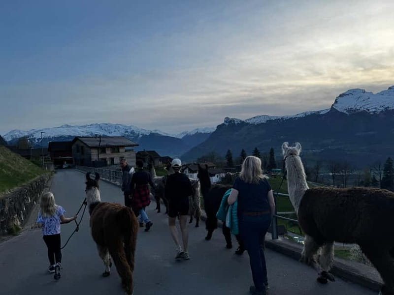 Triesenberg: Walk with Llamas in the Mountains - Discover Triesenberg’s Unique Llama Hike in the Liechtenstein Alps
