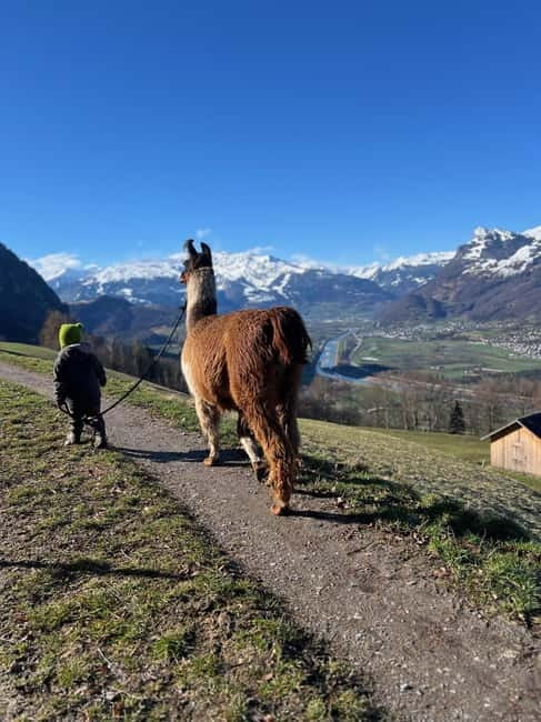 Triesenberg: Walk with Llamas in the Mountains - Meeting and Safety Briefing at Lama- & Alpakahof Triesenberg