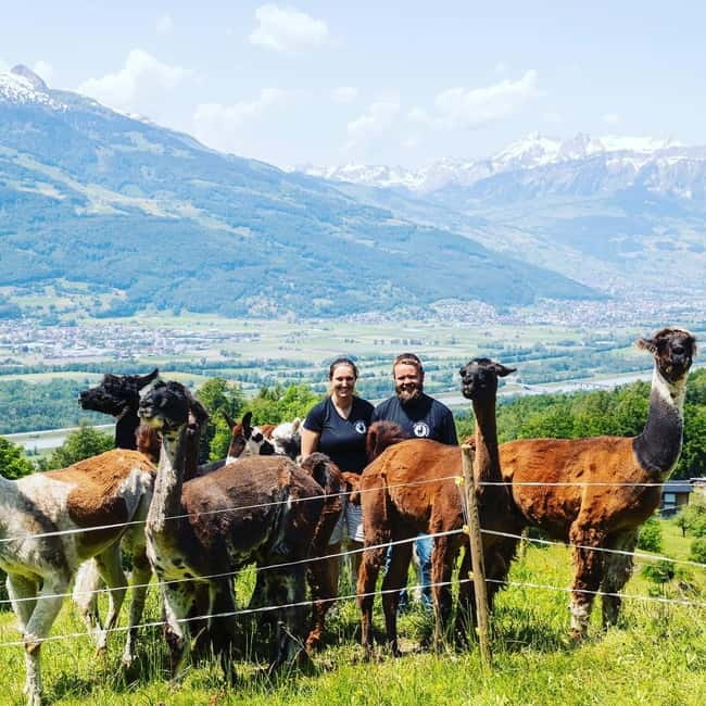 Triesenberg: Walk with Llamas in the Mountains - Scenic Village Tour and Forest Walks