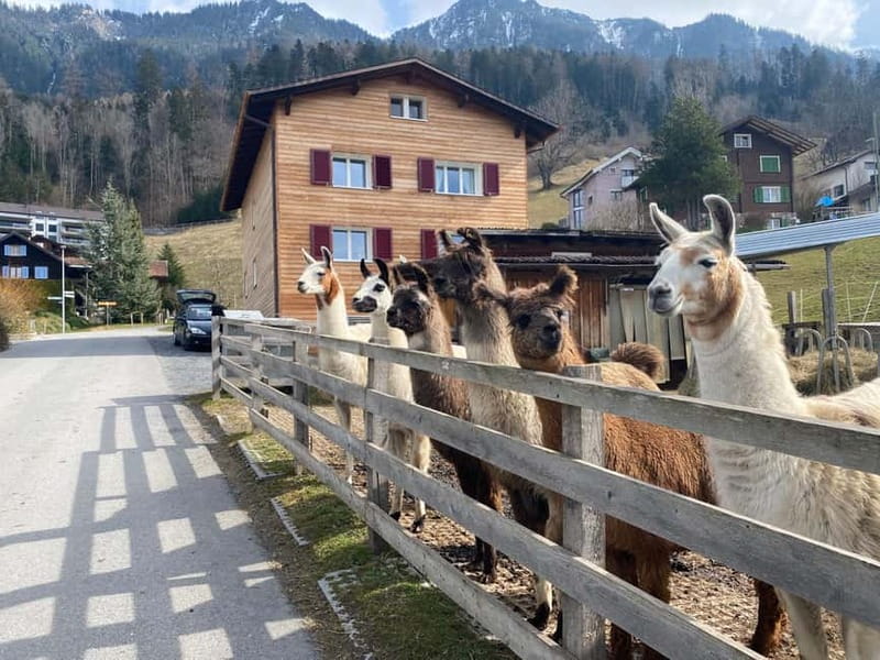 Triesenberg: Walk with Llamas in the Mountains - Photo Stop at the Mountain Viewpoint