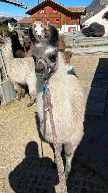 Triesenberg: Walk with Llamas in the Mountains - Second Village Exploration and Scenic Highlights