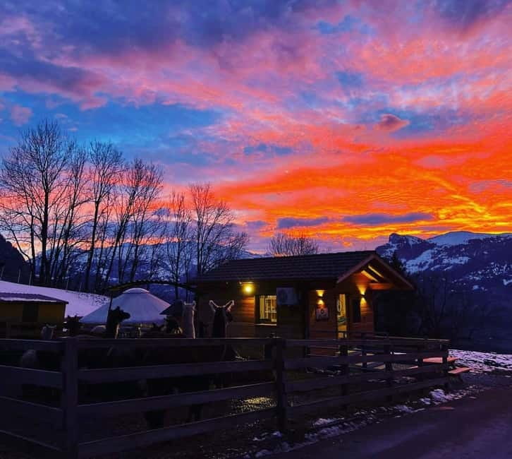 Triesenberg: Walk with Llamas in the Mountains - Getting Up Close with Llamas in the Mountains