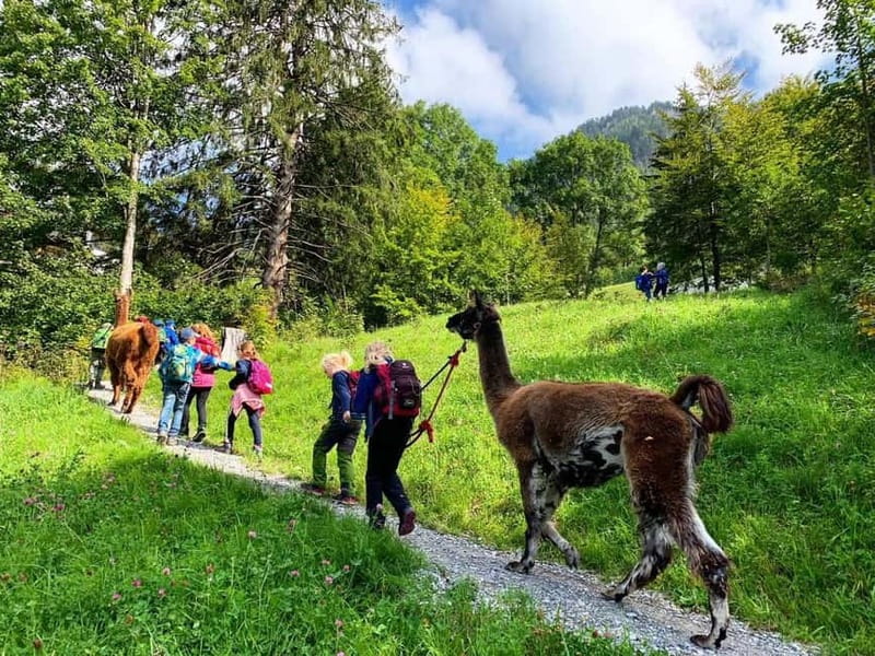 Triesenberg: Walk with Llamas in the Mountains - What’s Included and What to Keep in Mind