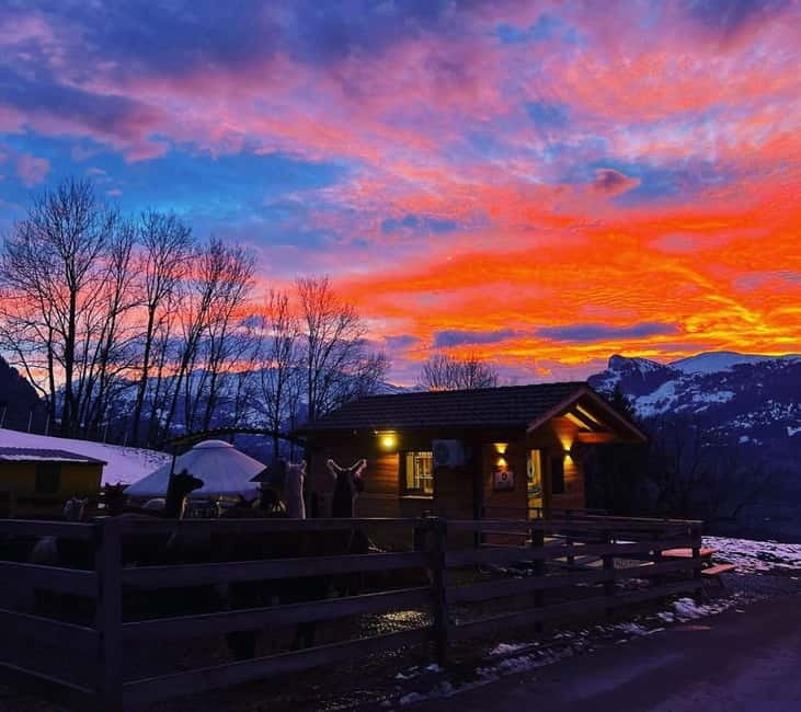 Triesenberg: Walking Tour with Llamas and Cheese Raclette - The Unique Appeal of the Llama and Raclette Combo