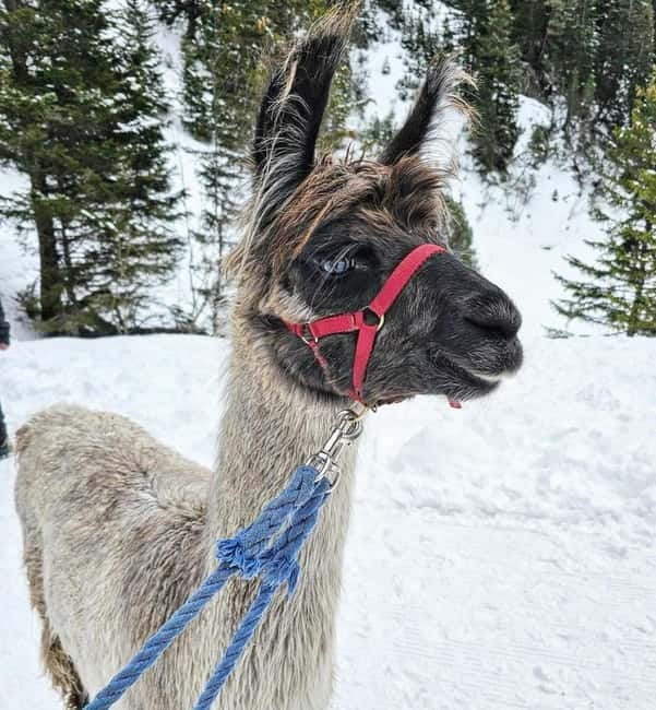 Triesenberg: Walking Tour with Llamas and Cheese Raclette - Why Choose This Experience in Liechtenstein