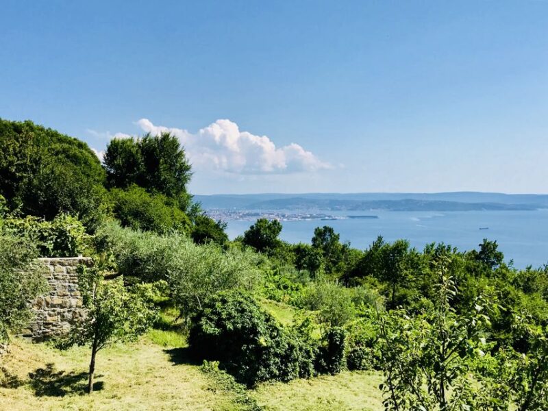 Trieste: 2.5-Hour Prosecco Origins Tour and Tastings - Limitations and Considerations