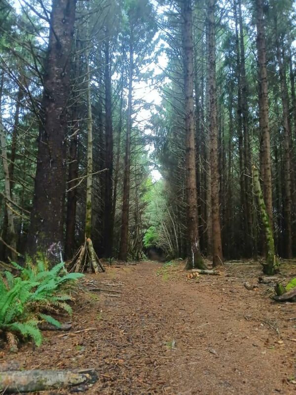 Trinidad: Elk Head Trail Guided Nature Walking Tour - Explore Elk Head Trail in Trinidad Harbor with a Guided Nature Walk