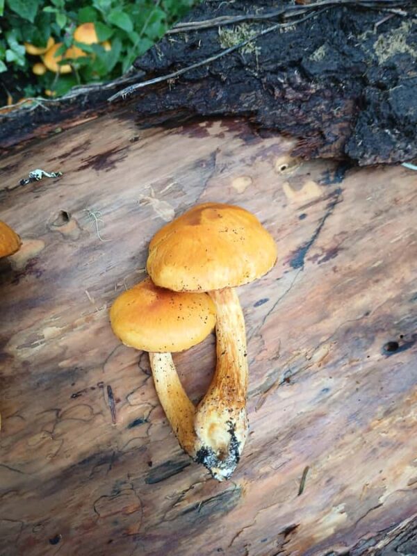 Trinidad: Elk Head Trail Guided Nature Walking Tour - Visiting College Cove and Tide Pool Exploration