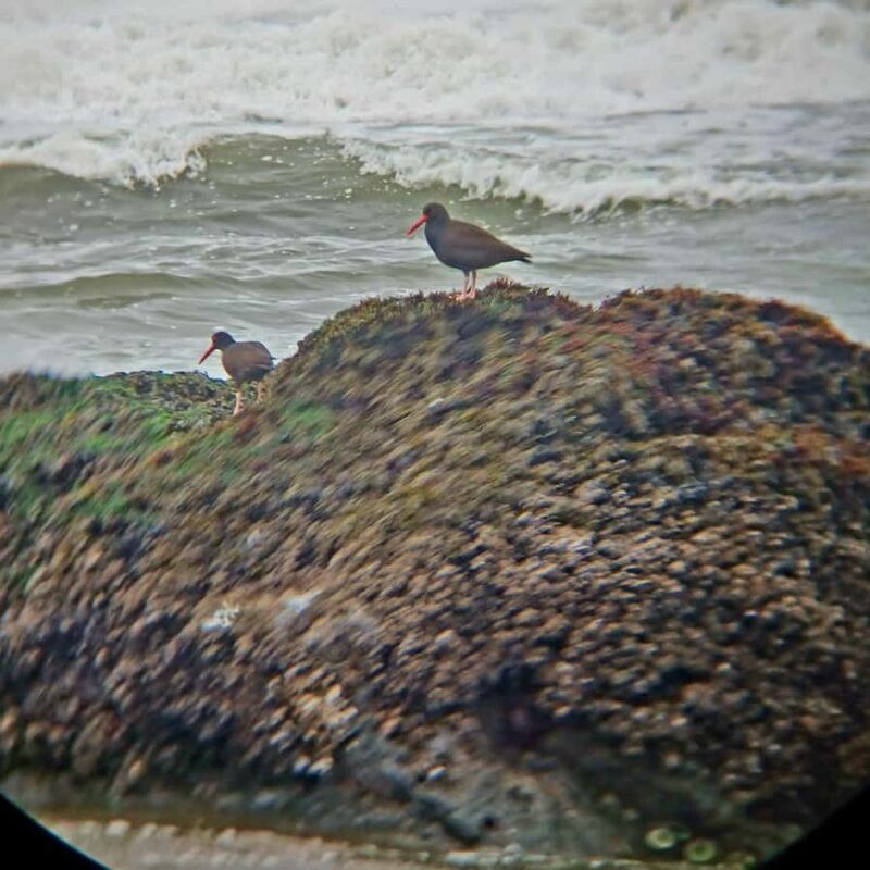 Trinidad: Elk Head Trail Guided Nature Walking Tour - Seasonal Wildlife Highlights and Marine Life
