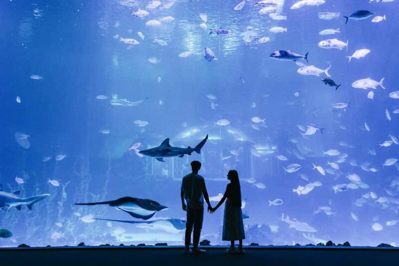 Trip to Las Palmas de Gran Canaria with optional entrance to Poema del Mar - Optional Visit to Poema del Mar Aquarium – Marine Life in Its Full Glory