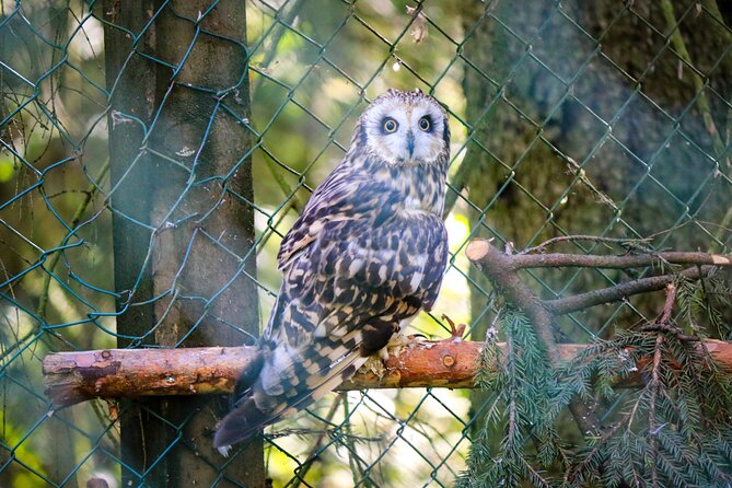 Trip to Ranua Wildlife Park - Small Group Size Enhances the Personalized Experience