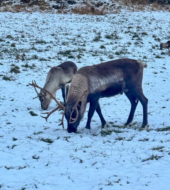 Tromsø: A Sámi Survival Story and Fjords Tour - Flexible Itinerary with Scenic Photo Stops