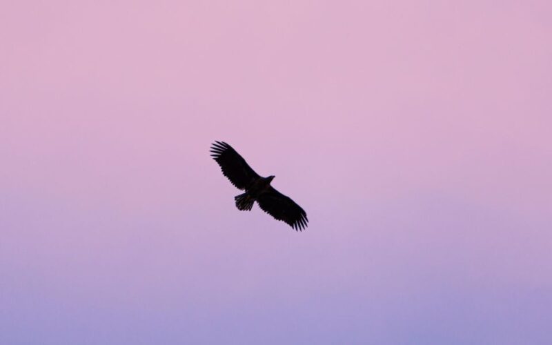 Tromsø: Arctic Fjord Cruise in Polar Landscapes - Wildlife Encounters and Shoreline Wildlife