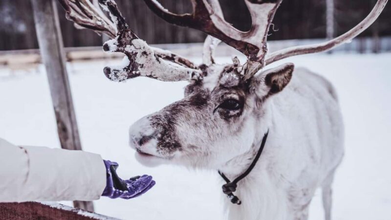Tromsø: Arctic Fjord Tour, Feed Reindeer, Sami Camp & Museum - Key Points