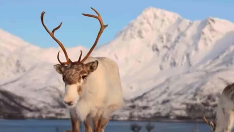 Tromsø: Arctic Fjord Tour, Feed Reindeer, Sami Camp & Museum - The Reindeer Feeding Experience in a Sami Setting