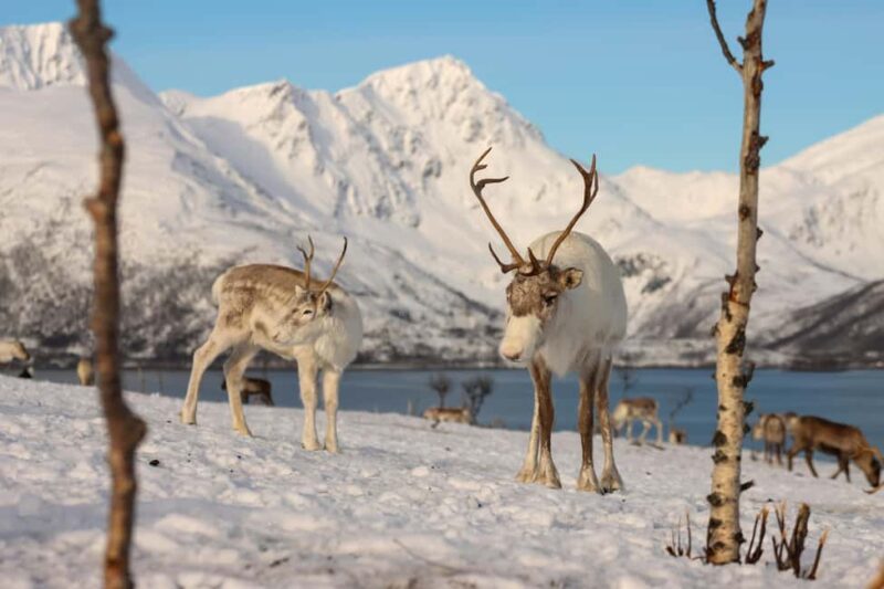 Tromsø: Arctic Fjords Tour. Sommerøya and Kvaløya with Lunch - Key Points