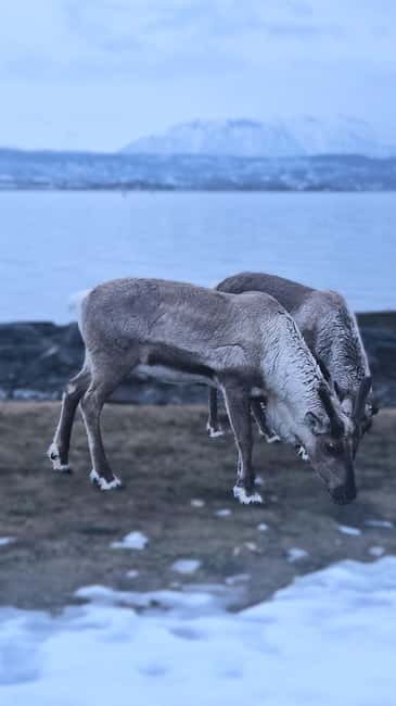 Tromsø: Arctic Fjords Tour. Sommerøya and Kvaløya with Lunch - Practical Details: Meeting Point, Group Size, and What to Bring