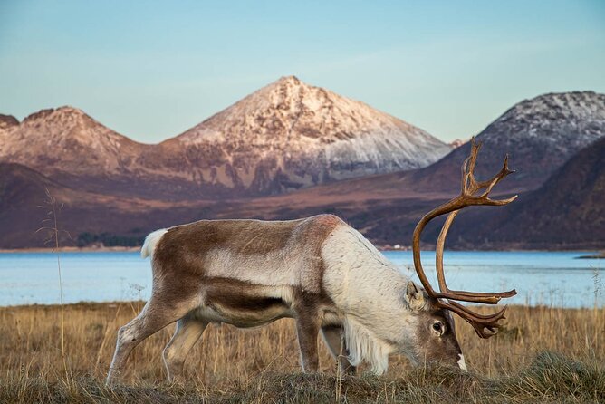 Tromsø: Arctic Landscapes Hiking / Snowshoeing Tour in the wild - Suitable for a Wide Range of Participants