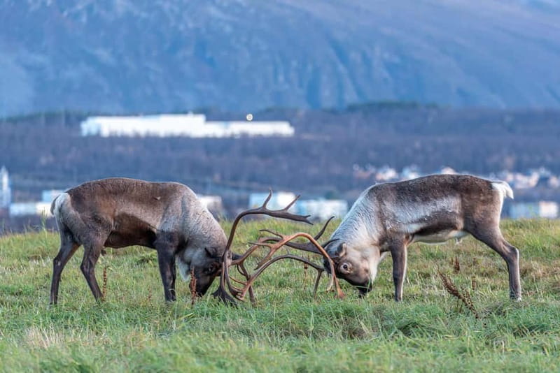 Tromsø: Arctic Snowshoeing Experience - Comparing This Tour to Other Arctic Activities in Tromsø