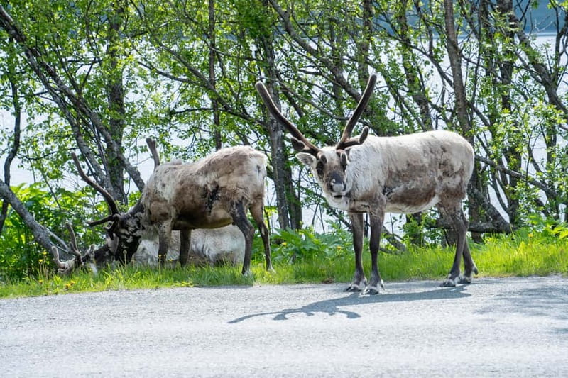 Tromsø: Artic Fjord tour - Tromsø Arctic Fjord Tour: An Arctic Nature and Culture Escape