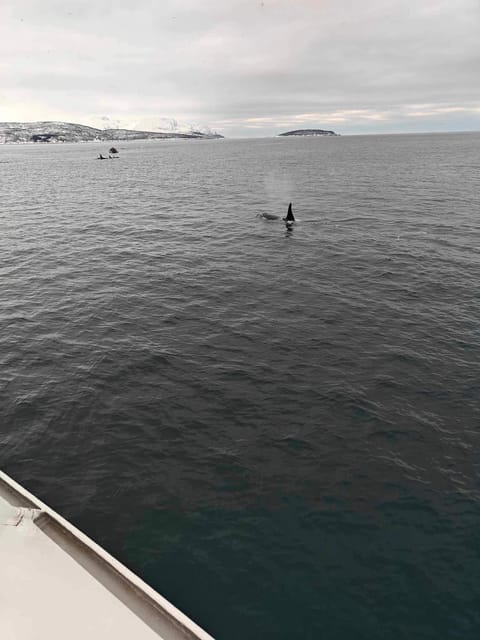 Tromsø Catamaran Whale Watching - The Search for Whales: Species and Behavior