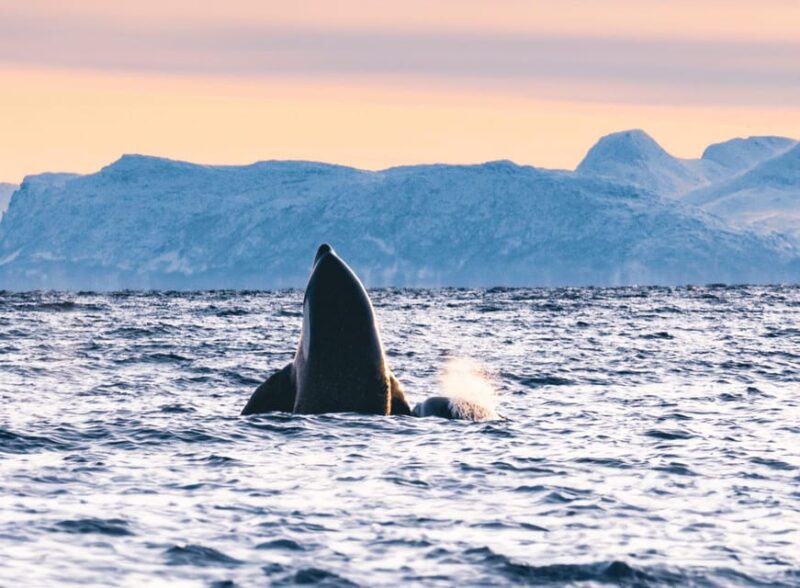 Tromsø Catamaran Whale Watching - The "Second Chance" Guarantee and Customer Satisfaction