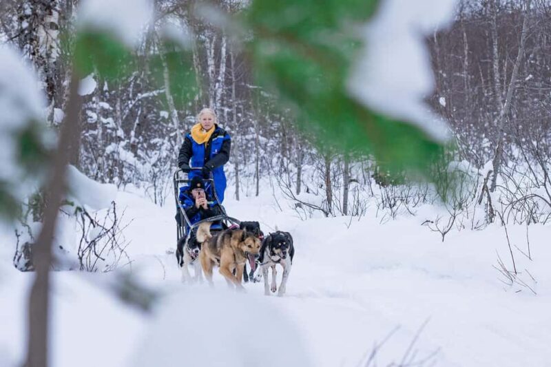 Tromsø: Dog Sledding Adventure at Camp Aspemo - The Arctic Wilderness Trail