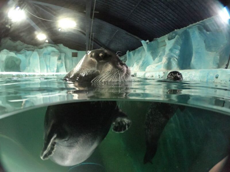 Tromsø: Entrance Ticket to Polaria - Cinema Screenings Showcasing Arctic Wonders