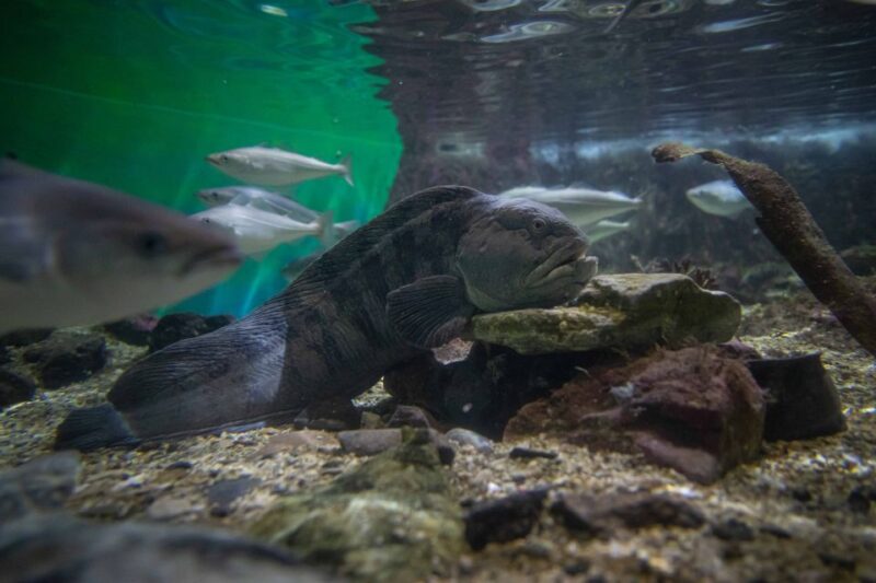 Tromsø: Entrance Ticket to Polaria - Review Insights: What Visitors Appreciate